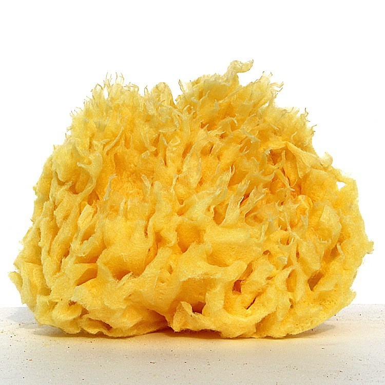Greece Natural Sponge